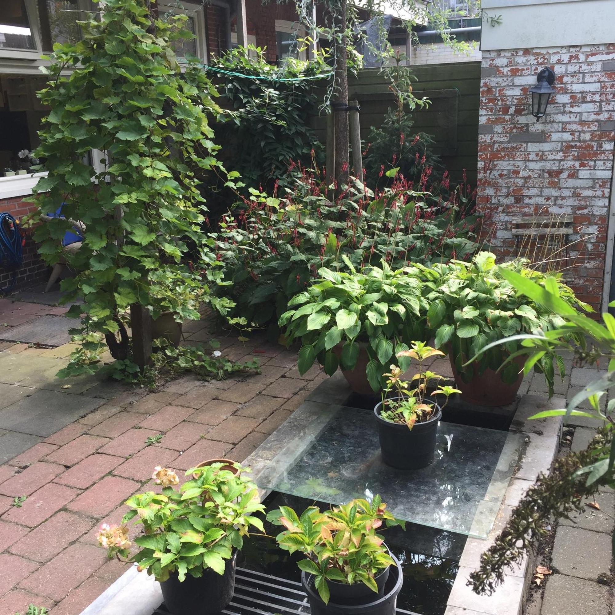 Bed and Breakfast Cessinas Groninga Esterno foto